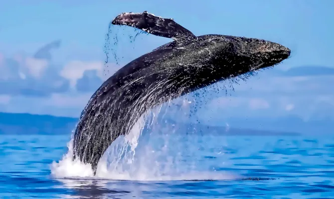 Voir des baleines des orques et des dauphins